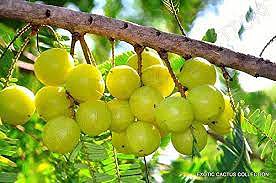 como plantar groselha indiana