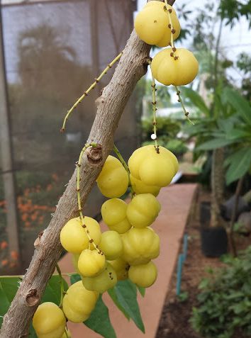 5 Benefícios Incríveis da Groselha Indiana para a Saúde