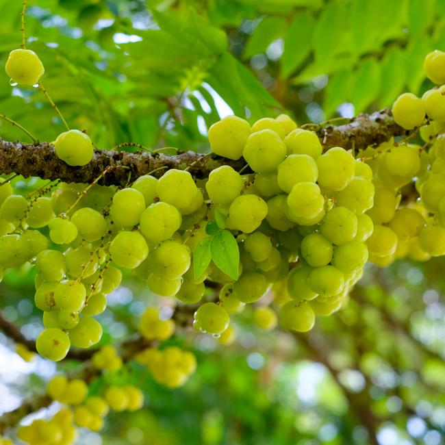 A Colheita da Groselha Indiana: Dicas e Melhores Épocas