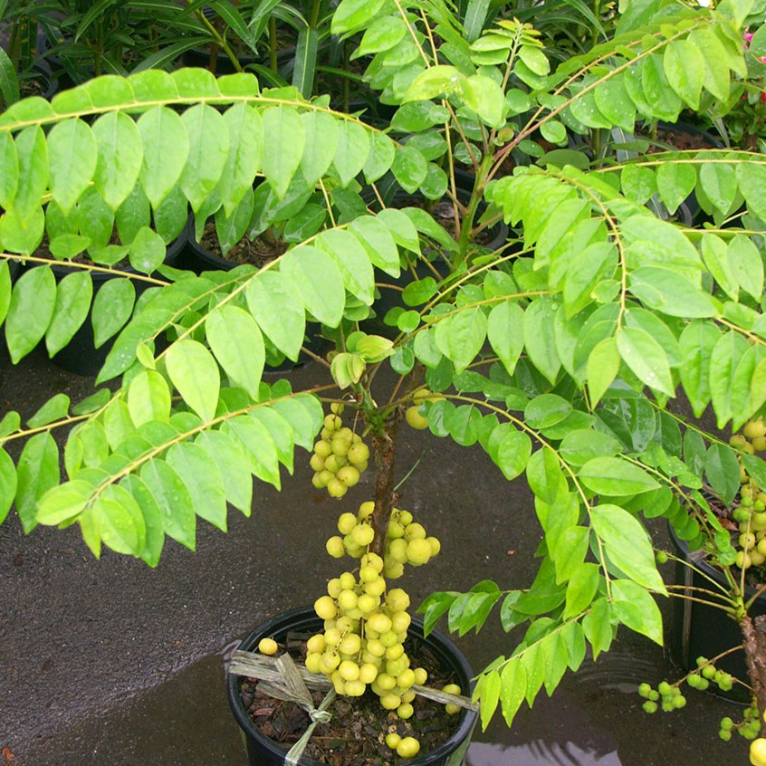 Guia Completo: Como Plantar Groselha Indiana em Vasos