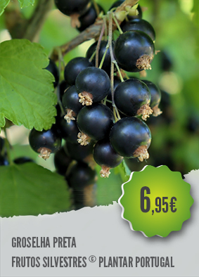 como plantar groselha negra