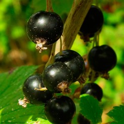 A Melhor Época para Plantar Frutíferas no Brasil: Um Guia Detalhado