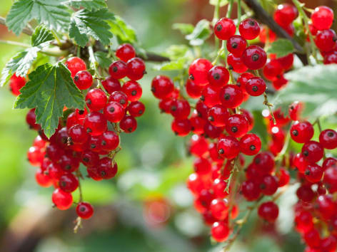 Poda de Frutíferas: Técnicas Essenciais para Maximizar a Produção