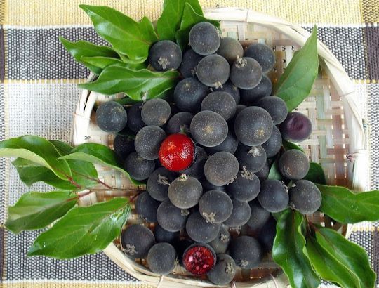 como plantar groselha negra