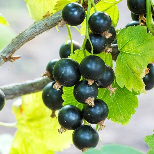 10 Benefícios Surpreendentes da Groselha Negra para a Saúde