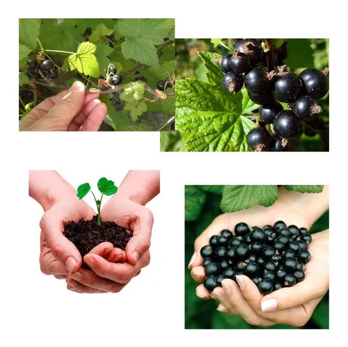 Guia Completo: Como Plantar e Cuidar de Groselha em Vasos