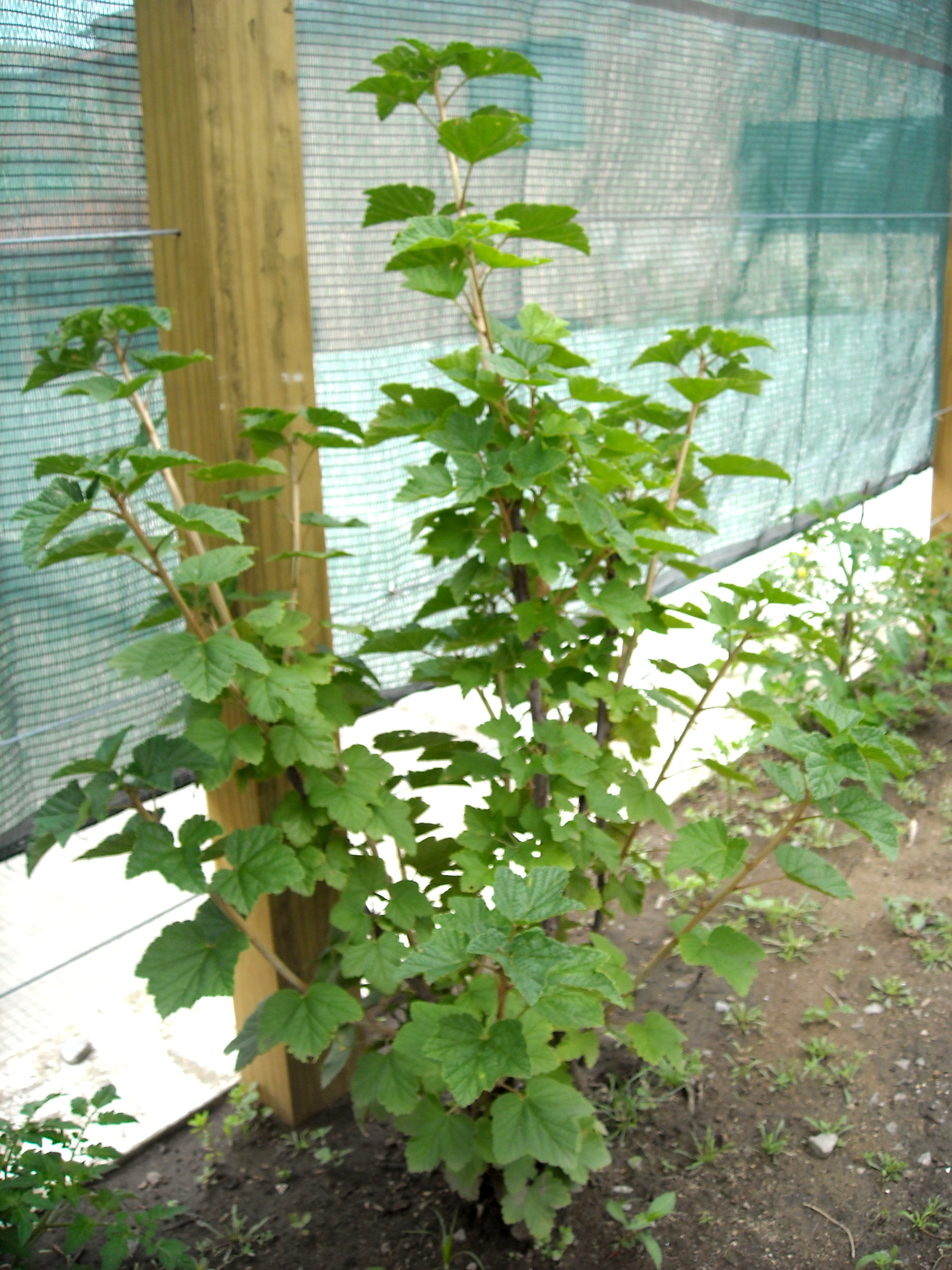 Identificando e tratando pragas na groselha