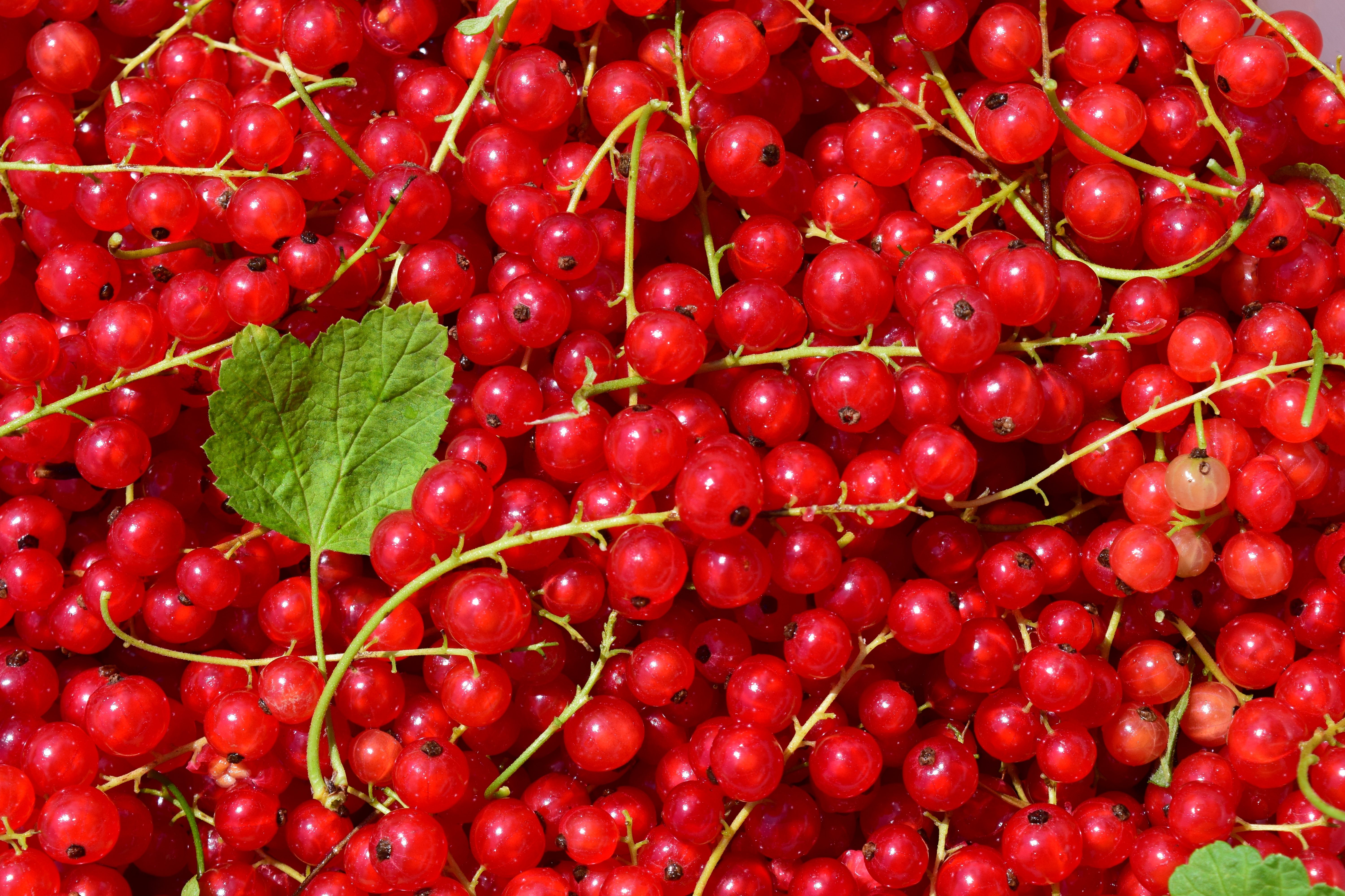 A importância do pH do solo para o cultivo de groselha