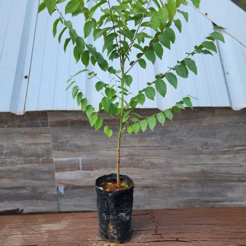 como plantar groselha vermelha