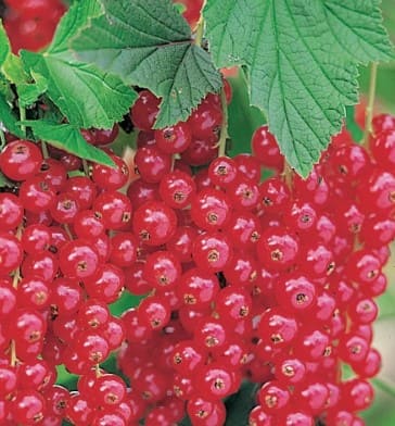 Receitas deliciosas com groselha vermelha