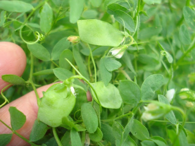 como plantar lentilha