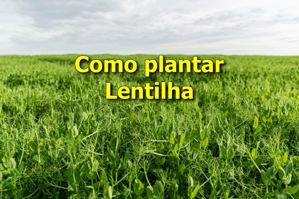 Benefícios da lentilha germinada para a saúde