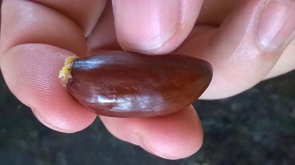 como plantar lichia a partir do caroço