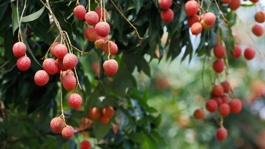 Dicas para cultivar lichia em vasos