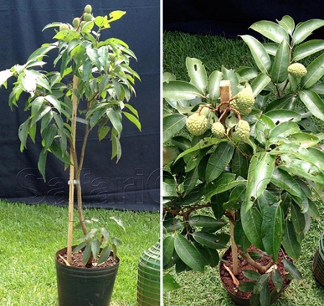 Guia completo de adubação orgânica para lichias