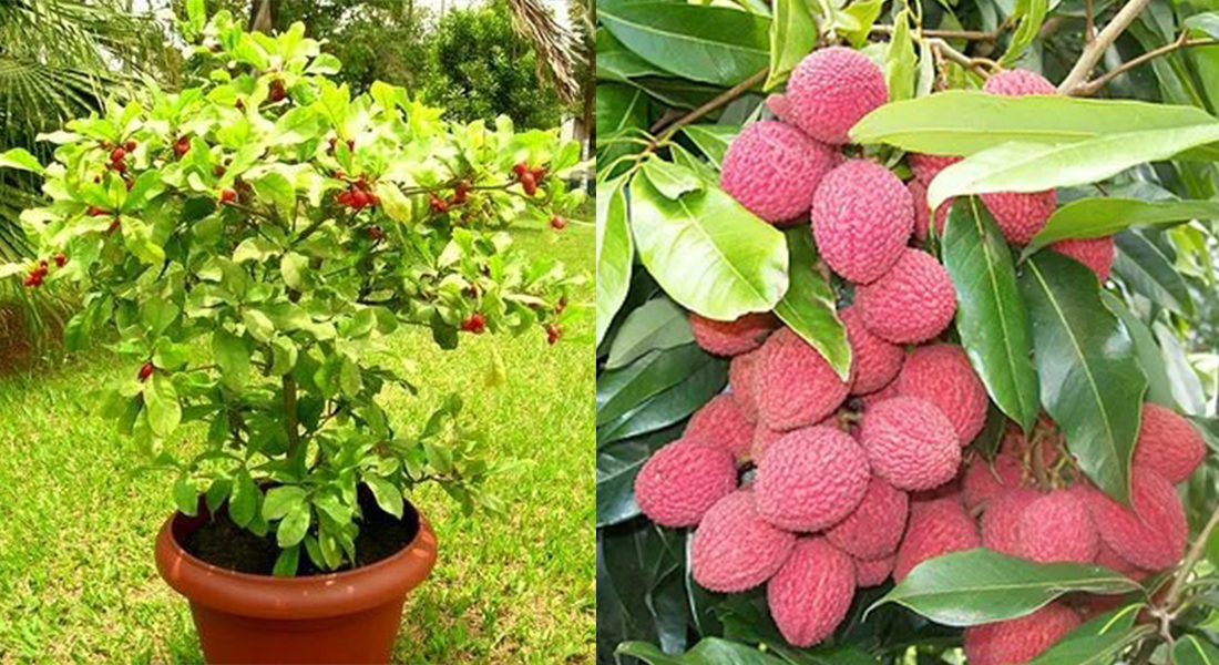 Lichia de semente vs. Lichia enxertada: Qual a melhor opção?