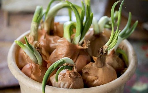 Sol e Clima: O segredo para lichias doces em vaso