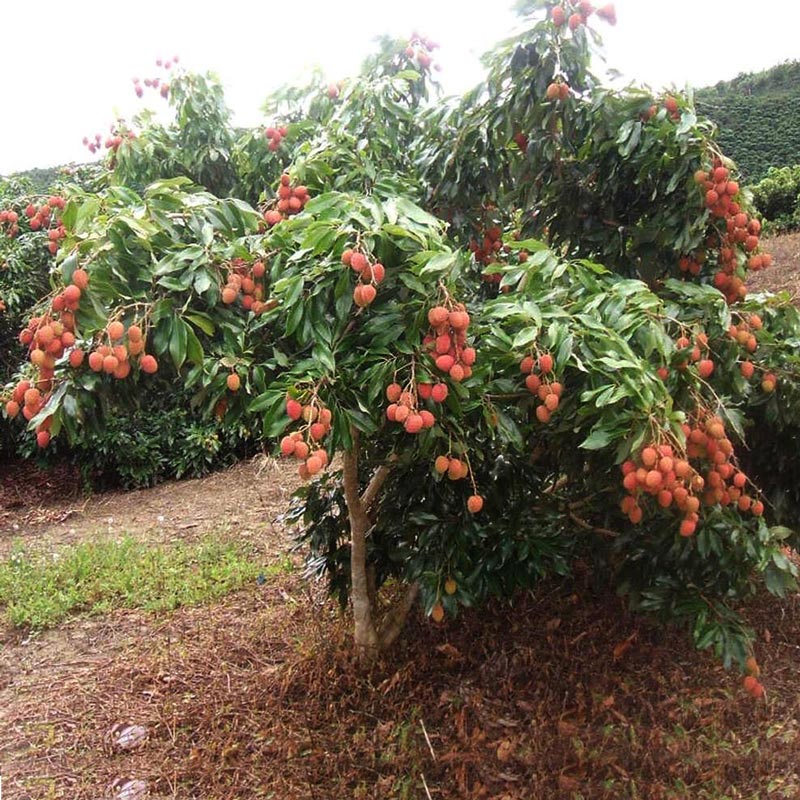 como plantar lichia em vaso