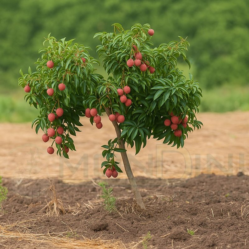 Como escolher o vaso ideal para sua lichia