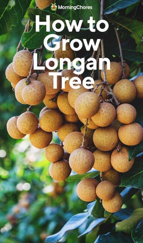 Guia completo de adubação para longan