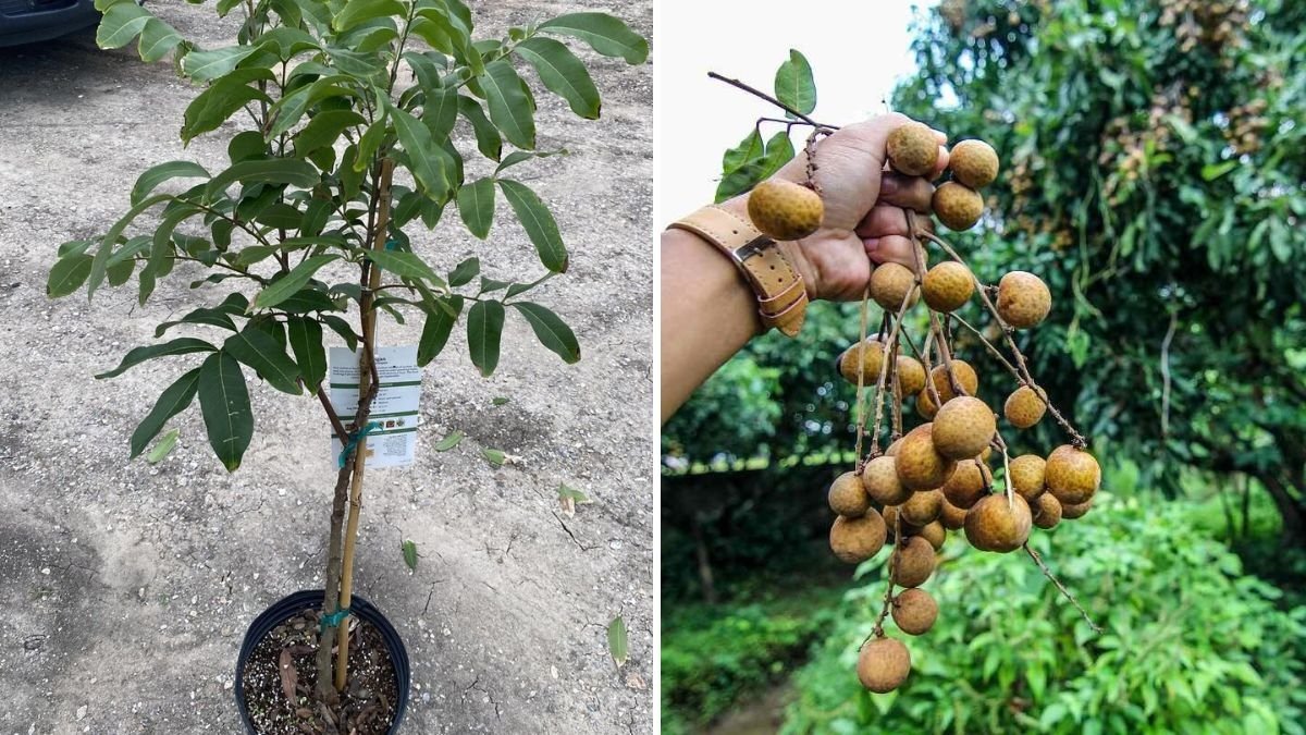 Benefícios da fruta longan para a saúde