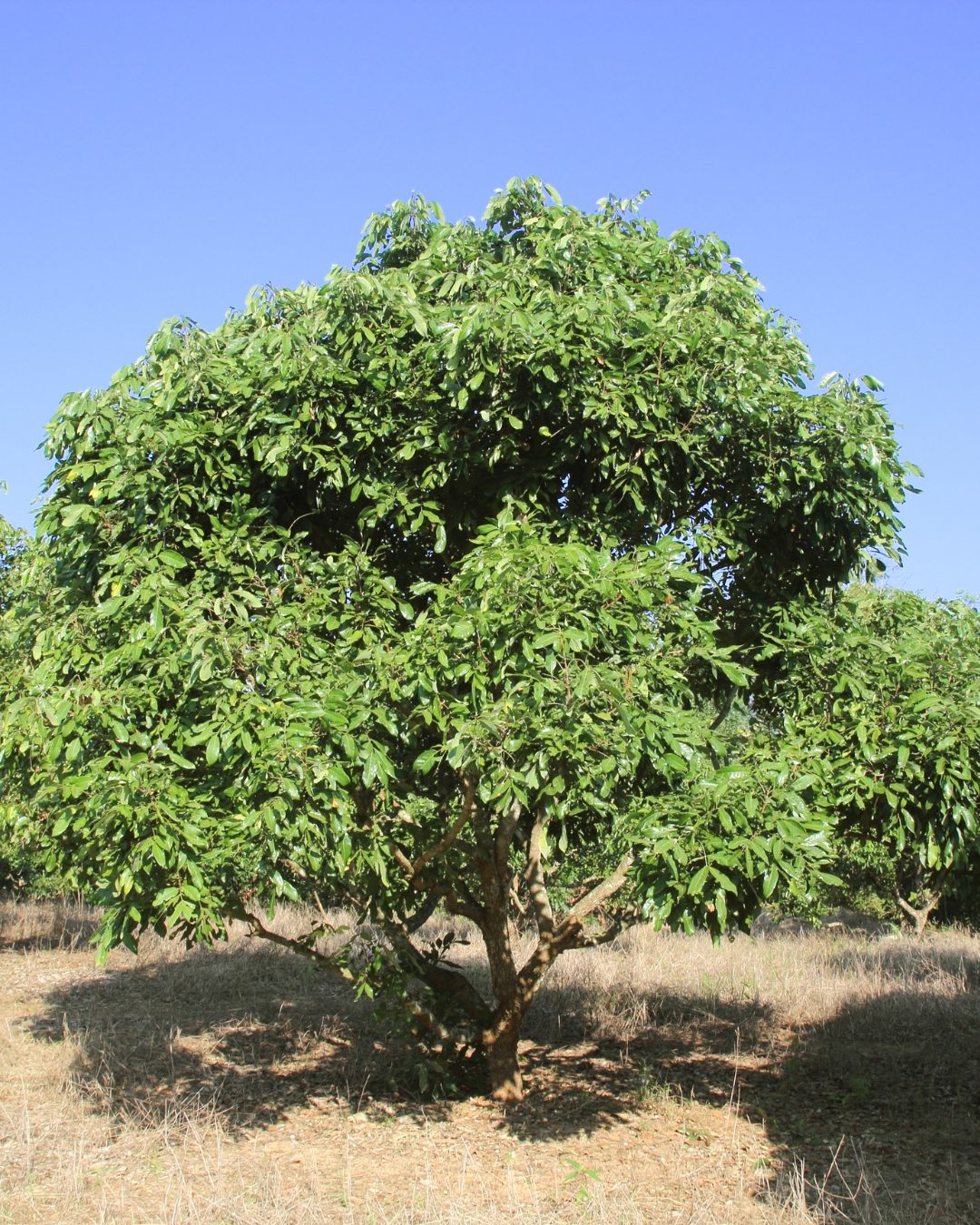 Como fazer a poda de formação na longan