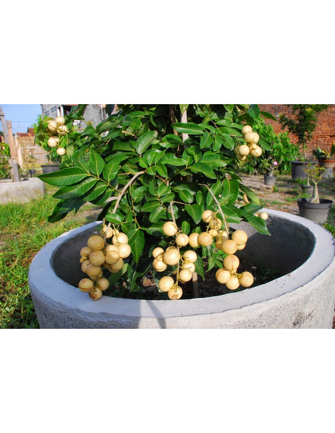 Quando e como colher a fruta longan