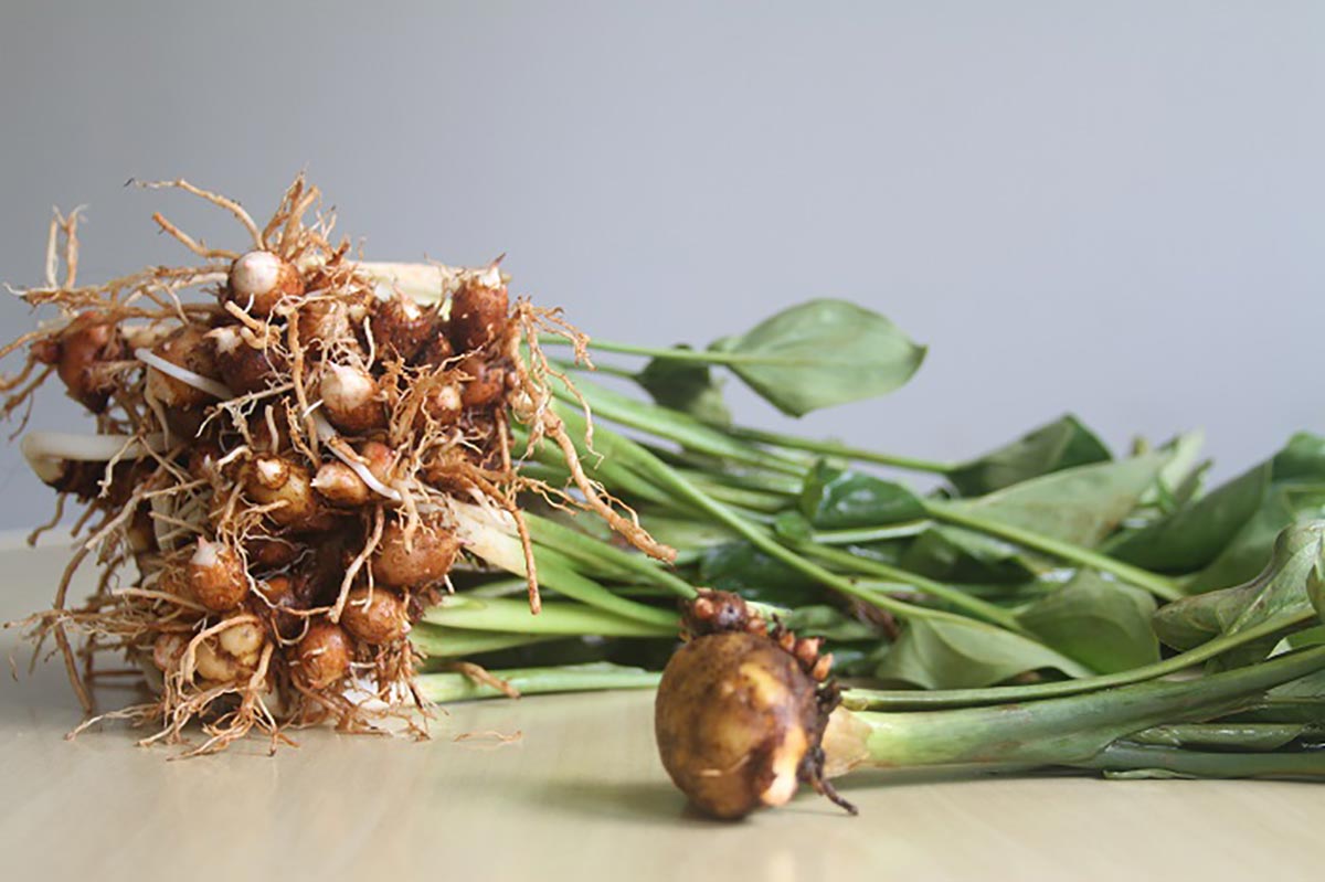 como plantar mangarito