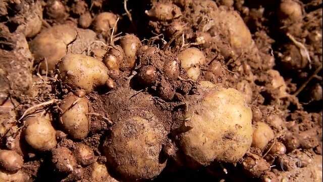 como plantar mangarito