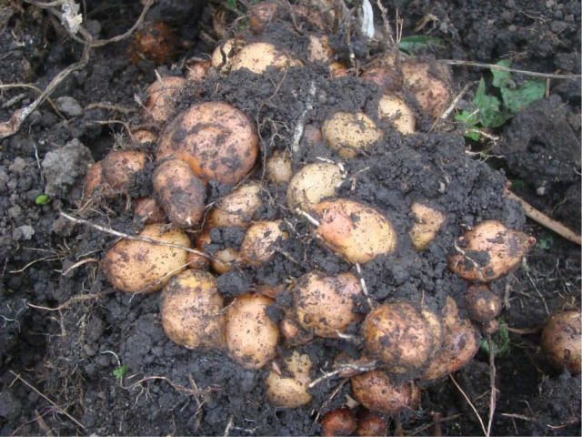 como plantar mangarito