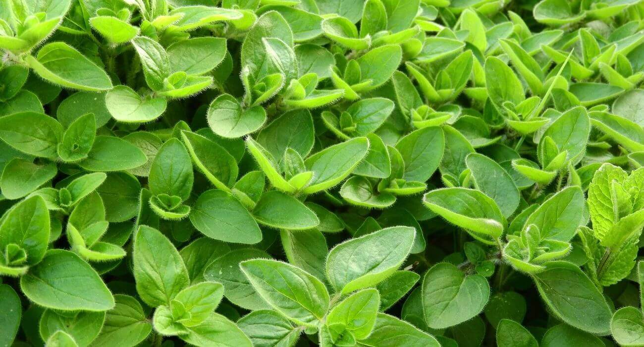 como plantar manjerona