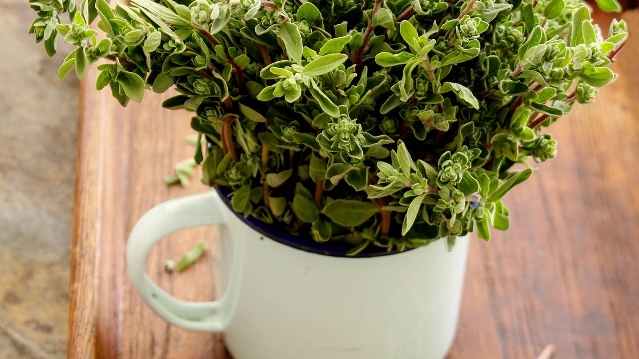 Manjerona vs. Orégano: Entenda as Diferenças