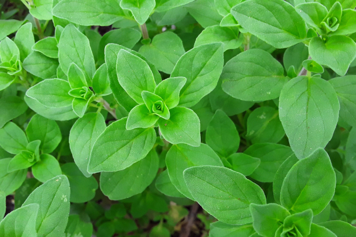 como plantar manjerona