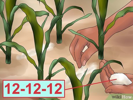 como plantar milho de pipoca