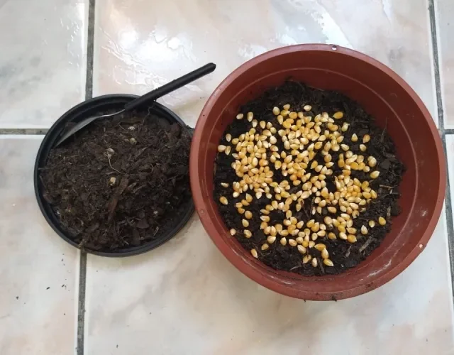 Dicas de rega para um milho saudável