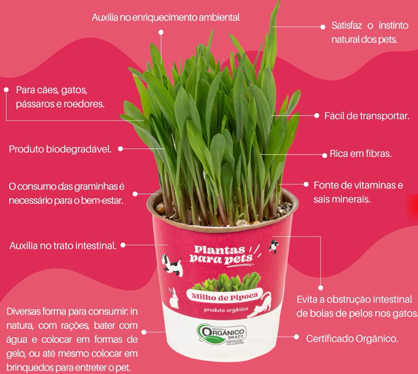 Quando e como colher o milho de pipoca