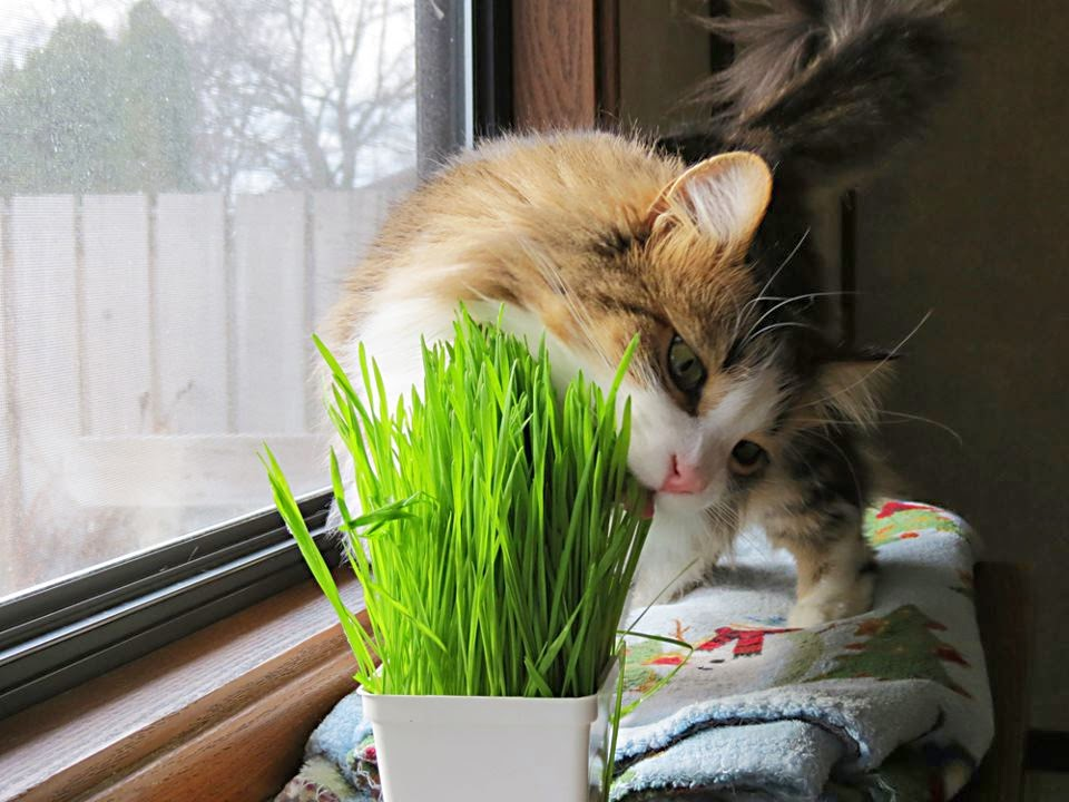 Cultivando milho de pipoca em pequenos espaços: guia para vasos