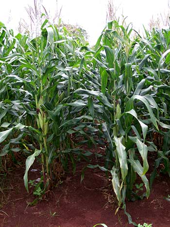 Como preparar o solo para o plantio de milho