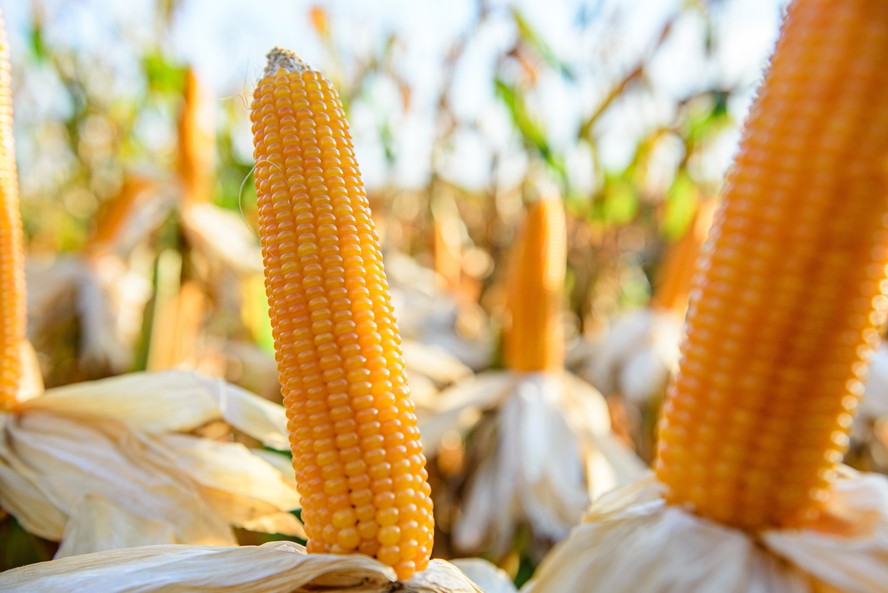 Dicas de rega para um milho saudável