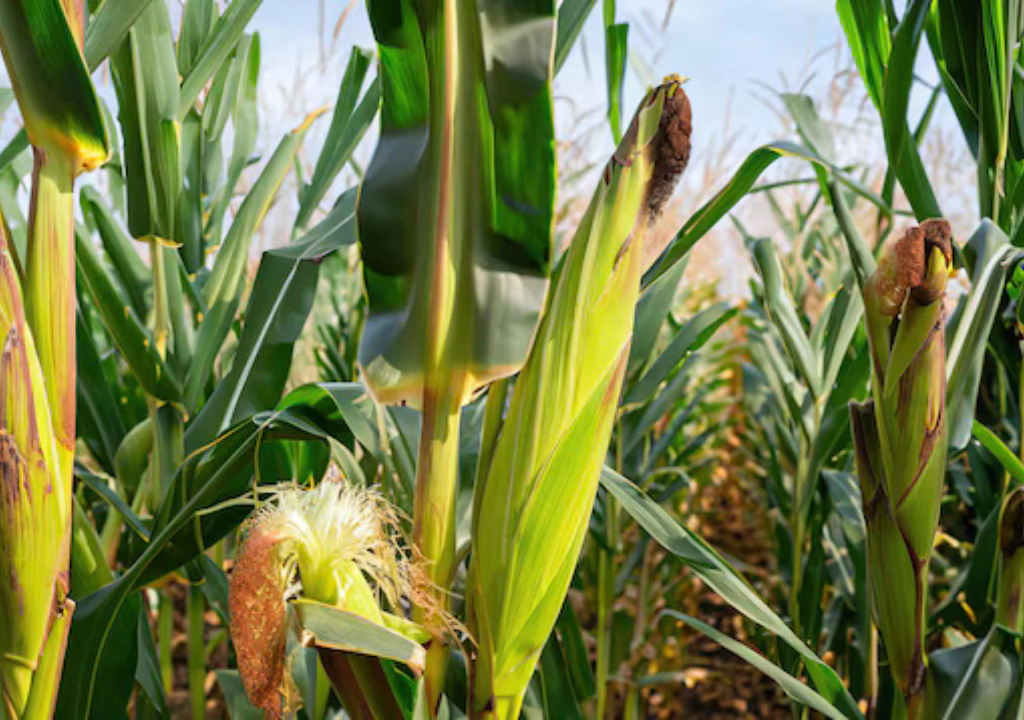A importância da polinização para espigas cheias de pipoca