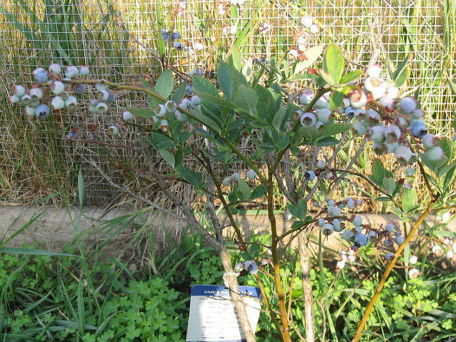 Poda de Formação: Transforme seu Mirtilo em uma Planta Produtiva