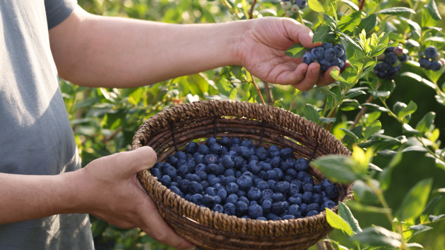 Guia Completo da Adubação Correta para Mirtilos Saudáveis