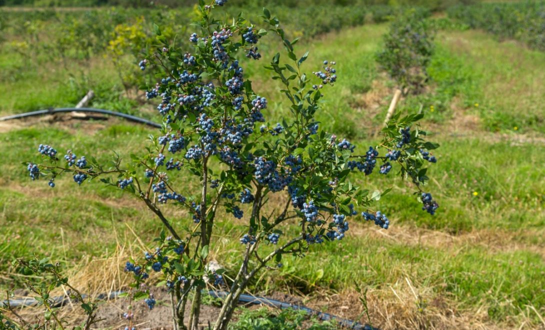 Poda de Formação: Transforme seu Mirtilo em uma Planta Produtiva