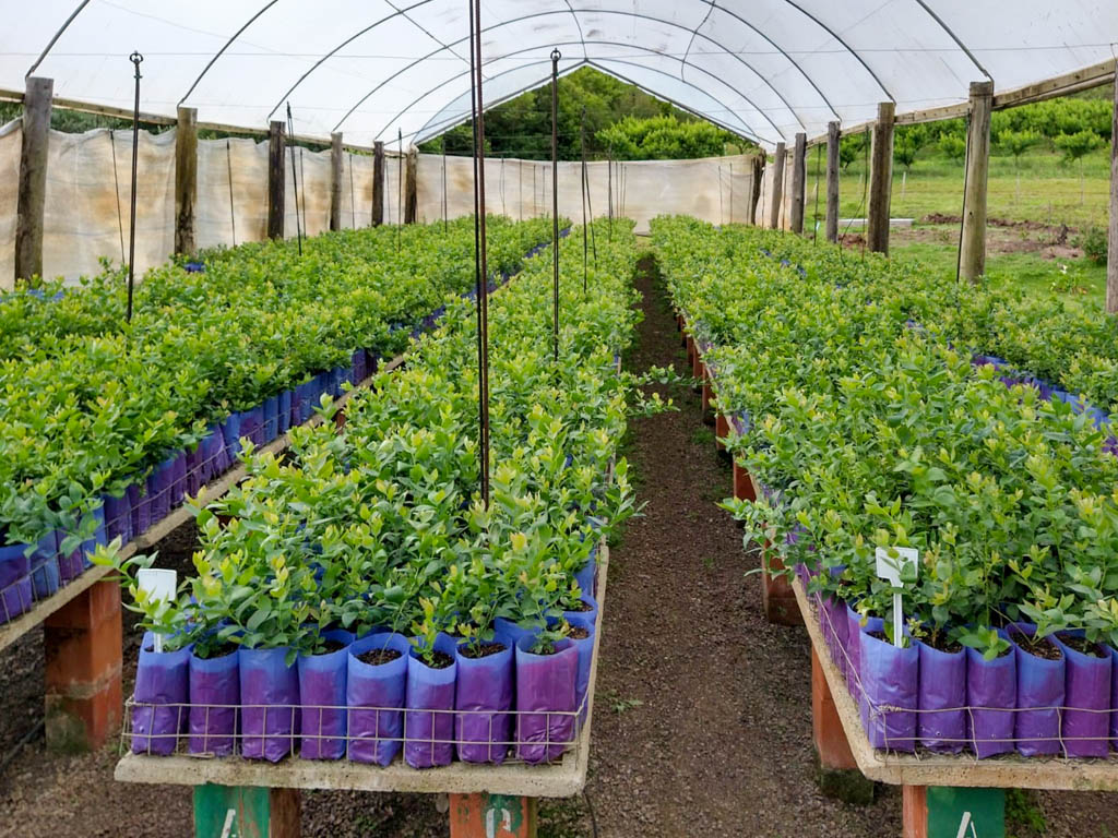 como plantar mirtilo