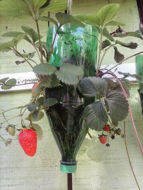 como plantar morango em garrafa pet