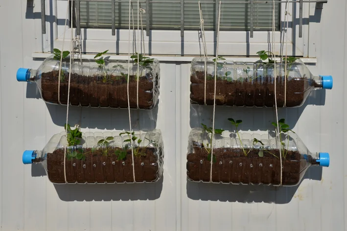 5 Dicas para Escolher as Melhores Mudas de Morango