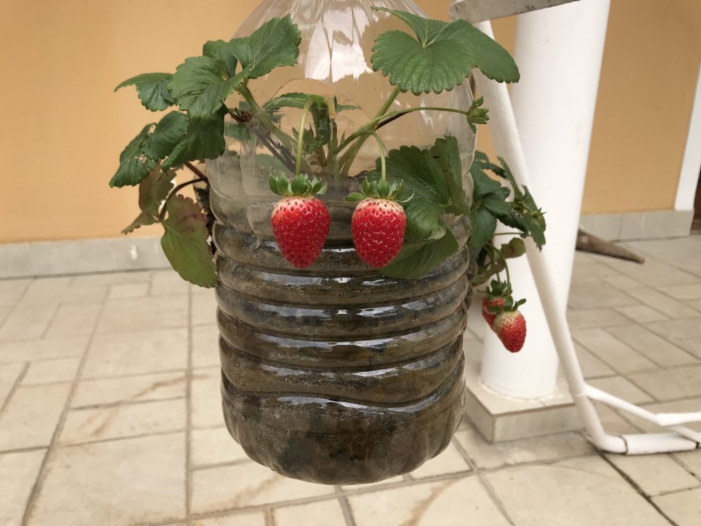 Benefícios da Adubação Orgânica para Morangos