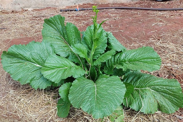 5 Dicas Essenciais para o Plantio de Mostarda em Abril