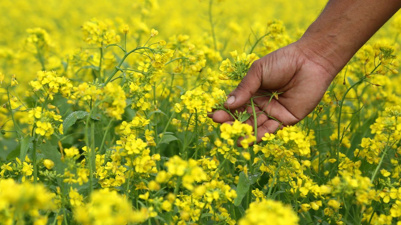 Benefícios e Usos das Sementes de Mostarda Colhidas em Casa