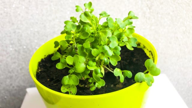 Como Identificar o Momento Certo para Colher Sementes de Mostarda